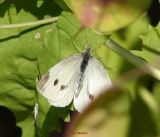 Pieris Napi